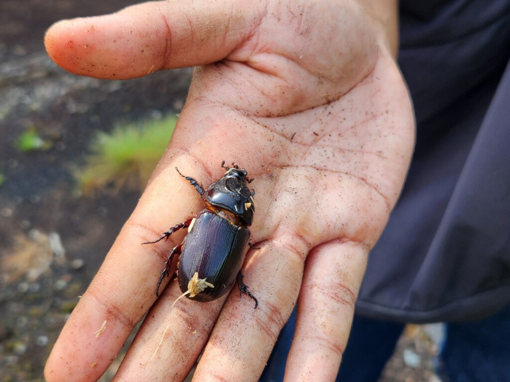 rhinoceros beetle